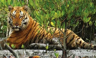 সুন্দরবনে বাঘের বিচরণ। [ছবি: সংগৃহীত]