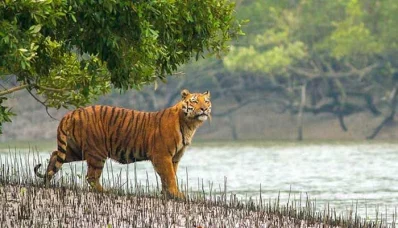 সুন্দরবনে বাঘের বিচরণ। [ছবি: সংগৃহীত]