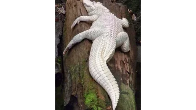 সাদা কুমির