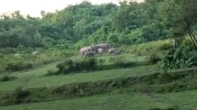 ধানক্ষেত মাড়িয়ে পাহাড়ে যাচ্ছে হাতির দল। ছবি: প্রতিনিধি