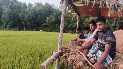 ধানক্ষেত পাহারা দিচ্ছেন কৃষক। ছবি: প্রতিনিধি