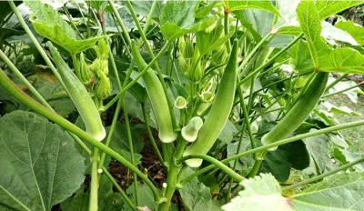 জমিতে ঢ্যাঁড়শের আবাদ
