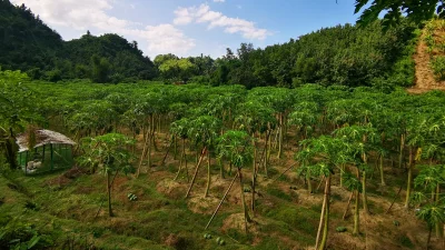 পাহাড়ের ঢালু জমিতে পেঁপে চাষ। ছবি: ইত্তেফাক