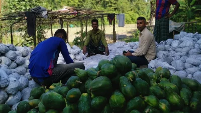 পেঁপে বাজারজাতের প্রস্তুতি। ছবি: ইত্তেফাক