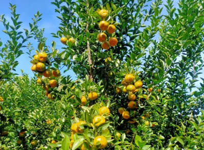 ছবি: ইত্তেফাক
