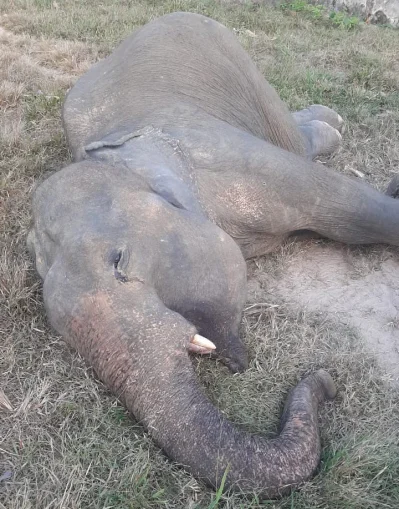 পালিত ৩২ বছরের বন্যহাতি &lsquo;সৈকত বাহাদুরের&rsquo; আকস্মিক মৃত্যু হয়েছে। ছবি: ইত্তেফাক