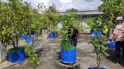 বিদ্যালয়ের ছাদে আছে হরেক রকমের ফলের গাছ।