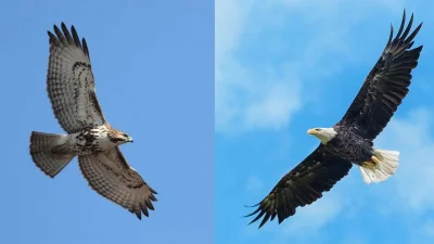 শিকারি বাজ বা ঈগলের থাকে নিজস্ব এলাকা।