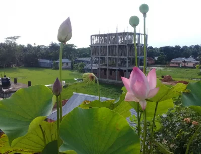 প্রকৃতিপ্রেমী কবি এনামূল হক পলাশের ছাদ বাগানে ফোটা পদ্মফুল। নিচে দেশটিভির প্রতিবেদনের লিংক..