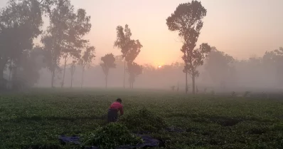 তেঁতুলিয়ায় পৌষের কুয়াশায় জেঁকে বসেছে শীত। ছবি: ইত্তেফাক