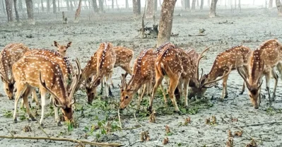 সুন্দরবনে হরিণ। সংগৃহীত ছবি