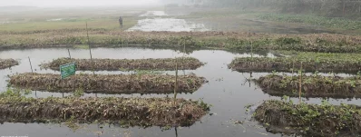 পৈত্রিক জমি। ছবি: ফোকাস বাংলা