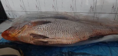 ২৩ কেজি ৬৮০ গ্রাম ওজনের ভোল মাছ। ছবি: ইত্তেফাক