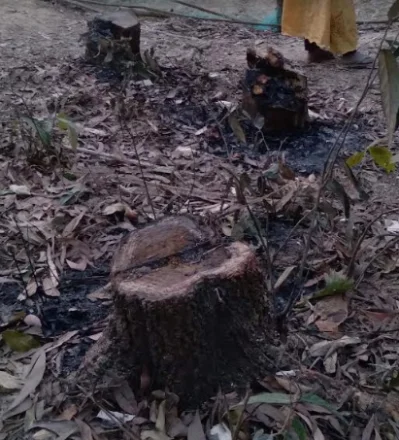 কক্সবাজারে সাংবাদিকের বনায়ন থেকে বৃক্ষনিধন। ছবি: ইত্তেফাক