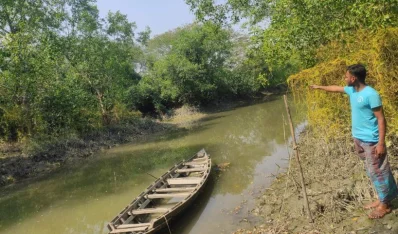 ক্রমেই খাল ছোট হওয়ার কারণে সহজেই লোকালয়ে ঢুকে পড়ছে বাঘ। ছবি: ইত্তেফাক
