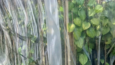  পলিথিন ও নেট দিয়ে চাষীরা পান রক্ষার চেষ্টা 
