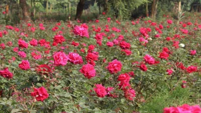 সদরের একডালা গ্রামে বাগানে শোভা ছড়াচ্ছে গোলাপ। ছবি: ইত্তেফাক