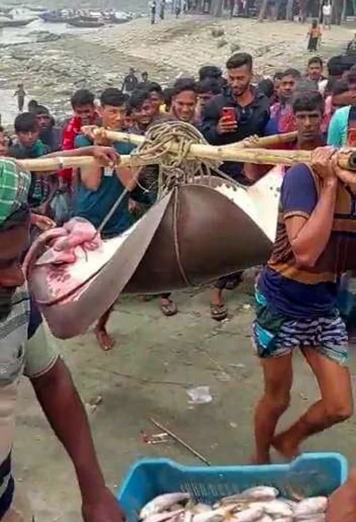 শাপলা পাতা মাছ। ছবি: সংগৃহীত