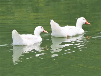 ফাইল ছবি। 