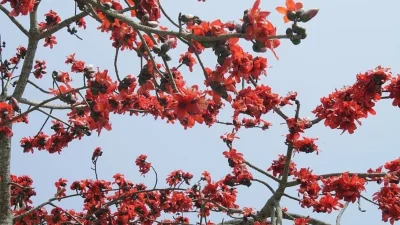 প্রকৃতির সৌন্দর্য ও তুলার জন্য অবদান রাখলেও বিলুপ্তে পথে শিমুল গাছ। ছবি: ইত্তেফাক 