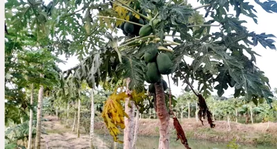 পুকুরপাড়ে সবজি ও দেশীয় ফল-মূলের আবাদ