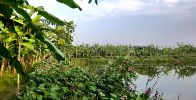 পুকুরপাড়ে সবজি ও দেশীয় ফল-মূলের আবাদ