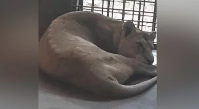  ডুলাহাজারা বঙ্গবন্ধু শেখ মুজিব সাফারি পার্কে অসুস্থ সিংহী টুম্পা