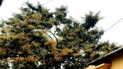 আমের মুকলের শোভা। ছবি: ইত্তেফাক