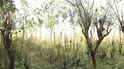 রেশম বীজাগারের প্রায় ৫০ হাজার তুত গাছ মরার পথে। ছবি: ইত্তেফাক 
