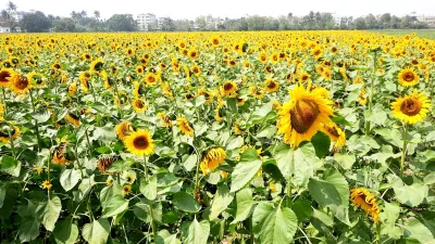 শোভা ছড়াচ্ছে সূর্যমুখী।ছবি: ইত্তেফাক