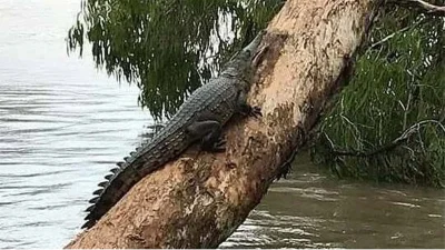 বন্যার কারণে নদীর কুমির বিভিন্ন স্থানে ছড়িয়ে পড়েছে।