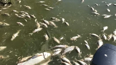  শুক্রবার (১৭ মার্চ) সকালে নদীতে মরা মাছ ভাসতে থাকে। 