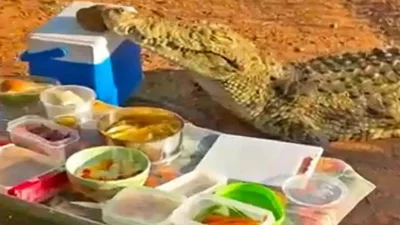 কুমিরটি কোনো ক্ষতি না করে এবং কাউকে আঘাত না করে বরফের বাক্সটি তার মুখে নিয়ে নেয়।