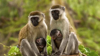 আফ্রিকান সবুজ বানর এর জীবাণু বহন করে।