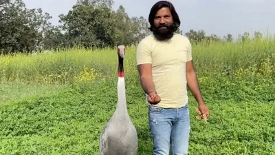 ভারতে উত্তর প্রদেশের এক ব্যক্তি যিনি আহত একটি সারস পাখিকে সেবাশুশ্রূষা করে ভালো করে তুলছিলেন কর্তৃপক্ষ এখন সেই সারস পাখিটি জব্দ করে নিয়েছে।