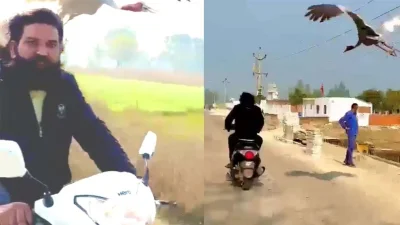তিনি ভেবেছিলেন সারসটির ক্ষত সেরে গেলে, সে সুস্থ হয়ে উঠলে সে উড়ে চলে যাবে।