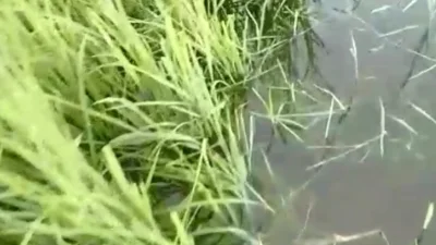 অপরিকল্পিত ফসল রক্ষা বাঁধ পানিতে তলিয়ে হাওরের ফসল ক্ষেত। ছবি: ইত্তেফাক