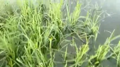 ছাতকে ডোবার পানিতে তলিয়ে যাচ্ছে নাইন্দার হাওরের বোরো ফসল।ছবি: ইত্তেফাক 