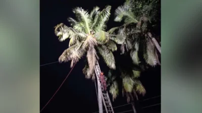ডাব চুরি করতে গিয়ে গাছে অজ্ঞান হয়ে পড়ে কিশোর। উদ্ধার করে ফায়ার সার্ভিস। ছবি: ইত্তেফাক