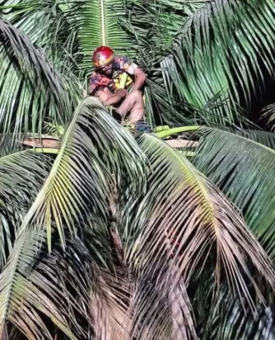 ডাব চুরি করতে গিয়ে গাছে অজ্ঞান হয়ে পড়ে কিশোর। ছবি: ইত্তেফাক