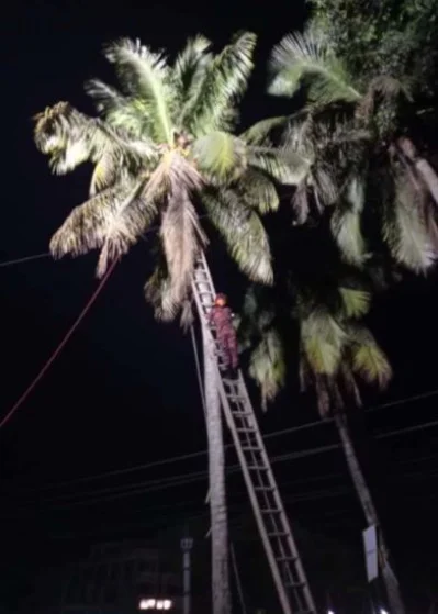 ডাব চুরি করতে গিয়ে গাছে অজ্ঞান হয়ে পড়ে কিশোর। উদ্ধার করে ফায়ার সার্ভিস। ছবি: ইত্তেফাক