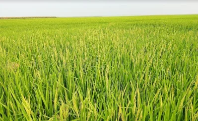 ছবি: ইত্তেফাক