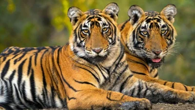 ভারতে টাইগার রিজার্ভগুলোর আয়তন গড়ে ২৩০ বর্গকিলোমিটার।