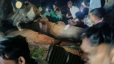 ভারতের মহারাষ্ট্রে টিনের শেডের ওপর গাছ উপড়ে পড়ে অন্তত সাতজন নিহত ও পাঁচজন আহত হয়েছেন।