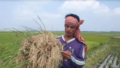 দেখার হাওরে ব্রি-২৮ ধানে চিটা দেখাচ্ছেন কৃষক। ছবি: ইত্তেফাক