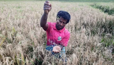 দেখার হাওরে নিজের ক্ষেতের চিটা দেখাচ্ছেন কৃষক। ছবি: ইত্তেফাক