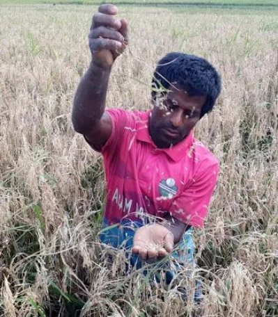 দেখার হাওরে নিজের ক্ষেতের চিটা দেখাচ্ছেন কৃষক। ছবি: ইত্তেফাক