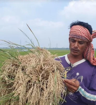 দেখার হাওরে ব্রি-২৮ ধানে চিটা দেখাচ্ছেন কৃষক। ছবি: ইত্তেফাক