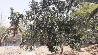 ফলন বিপর্যয়ের পাশাপাশি আমের ভবিষ্যৎ নিয়ে দুশ্চিন্তায় চাষিরা। ছবি: ইত্তেফাক 