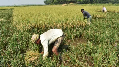 কিছু-কিছু এলাকার পাকা ধান আগে-ভাগেই কাটা শুরু হয়। ছবি: ইত্তেফাক